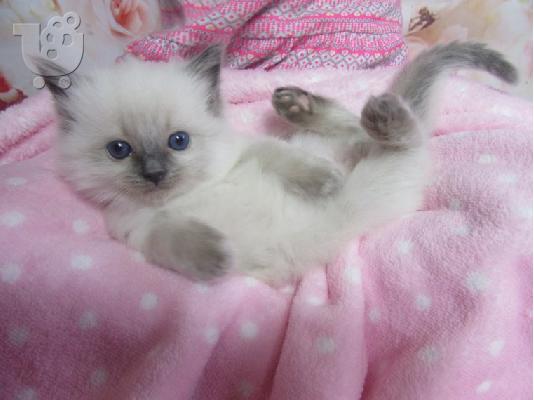 Ragdoll - Blue Bicolour